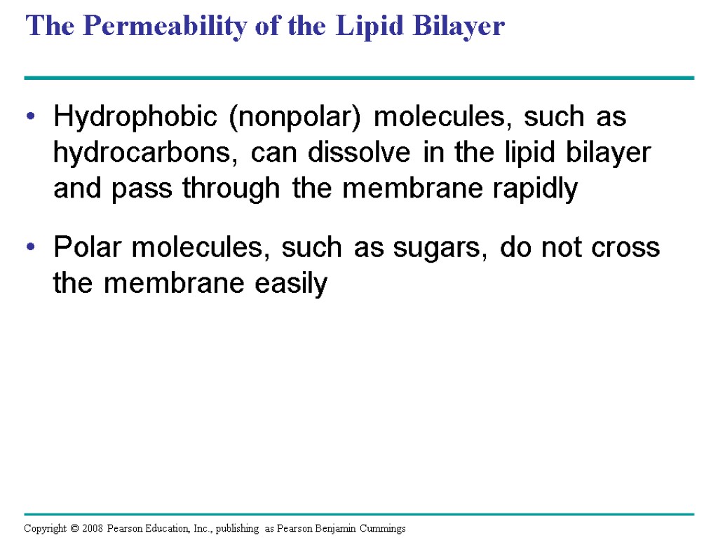 The Permeability of the Lipid Bilayer Hydrophobic (nonpolar) molecules, such as hydrocarbons, can dissolve